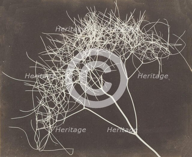 [Wild Fennel], 1841-42. Creator: William Henry Fox Talbot.