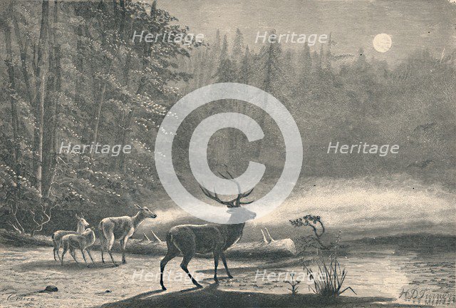 'Deer on Lake St. Regis, at night', 1883. Artist: Unknown.