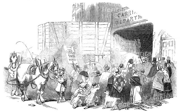 The Smithfield Club Christmas Cattle Show - Arrival of prize cattle..., 1844. Creator: Unknown.