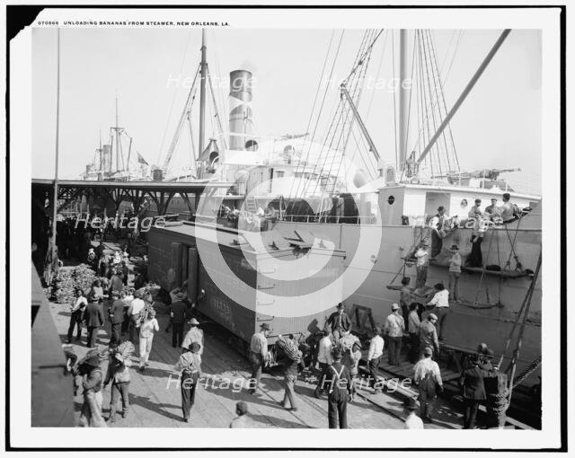 Unloading bananas from steamer, New Orleans, La., between 1900 and 1910. Creator: Unknown.