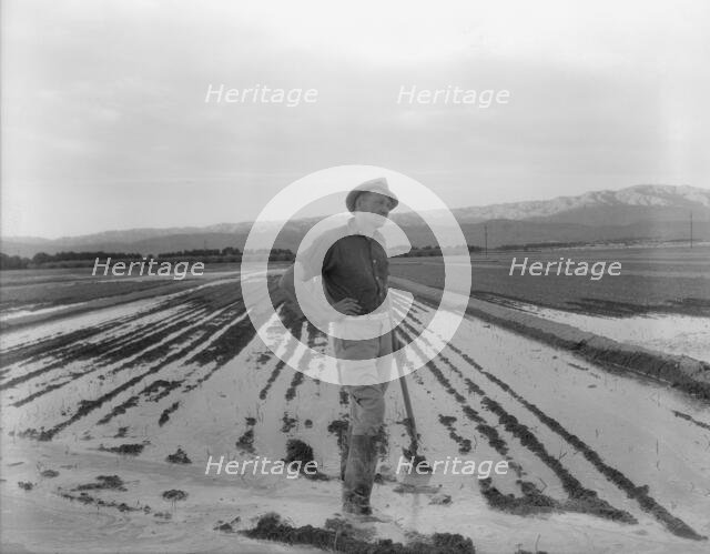 Field worker irrigating alfalfa and barley fields, Near Indio, Coachella Valley, California, 1937. Creator: Dorothea Lange.