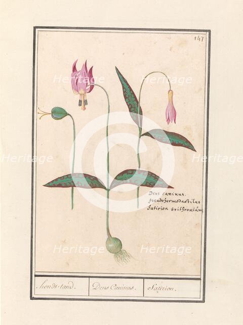 Dog Tooth (Erythronium dens-canis), 1596-1610. Creators: Anselmus de Boodt, Elias Verhulst.