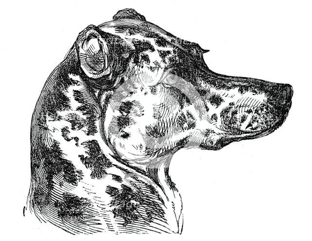 Head of the Dalmatian Dog, 1844. Creator: Unknown.