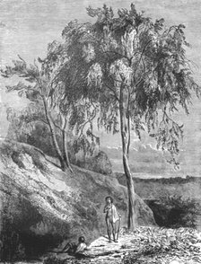 'Metrosideros Trees, Australia; Incidents of Bush Life in Queensland', 1875. Creator: Unknown.