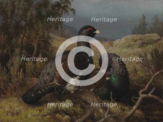 Capercaillie Cocks, 1876. Creator: Ferdinand von Wright.