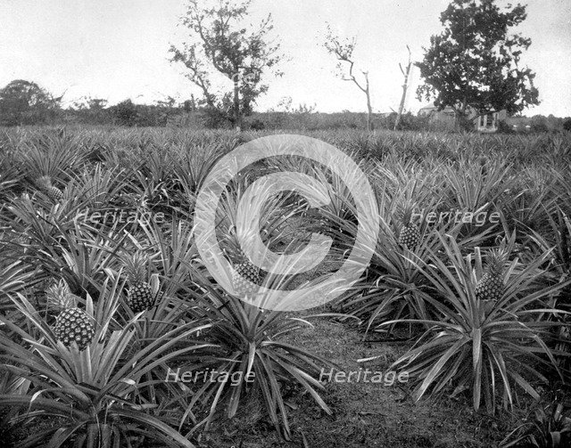 Pineapple grove, Jamaica, c1905.Artist: Adolphe Duperly & Son