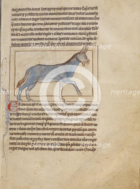 A Wild Donkey; Northumberland Bestiary, about 1250-1260. Creator: Unknown.