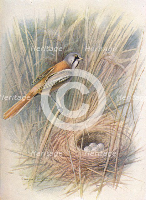 'Bearded-Tit or Reedling - Panu'rus biar'micus', c1910, (1910). Artist: George James Rankin.