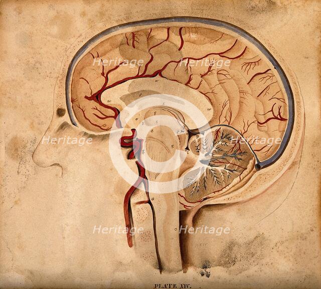 Brain: lateral section, 1820-1827. Creator: William Home Lizars.
