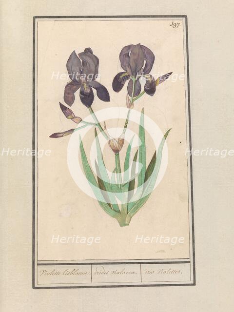 Purple iris (Iris germanica), 1596-1610. Creators: Anselmus de Boodt, Elias Verhulst.