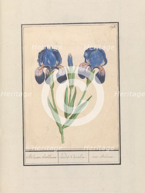 Purple iris (Iris germanica), 1596-1610. Creators: Anselmus de Boodt, Elias Verhulst.