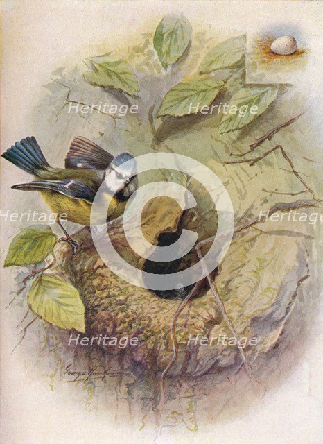'Blue Tit - Pa'rus caeru'leus', c1910, (1910). Artist: George James Rankin.