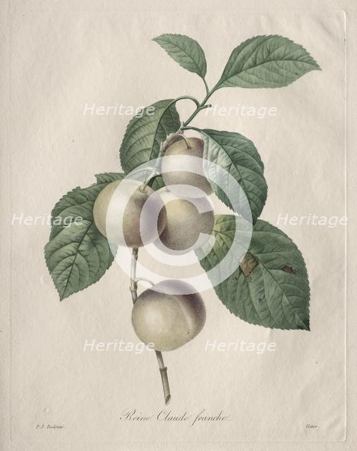 Reine Claude Plum, 1827. Creator: Henry Joseph Redouté (French, 1766-1853).