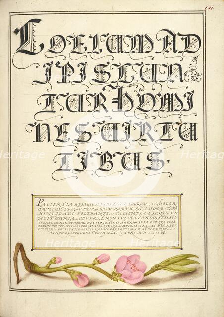Almond in Flower; Mira calligraphiae monumenta, 1561-1562; illumination added 1591-1596. Creator: Joris Hoefnagel.