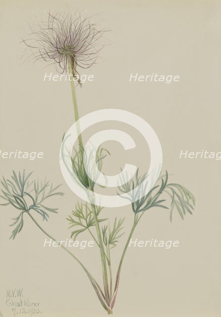 American Pasqueflower (Pulsatilla ludoviciana), 1920. Creator: Mary Vaux Walcott.