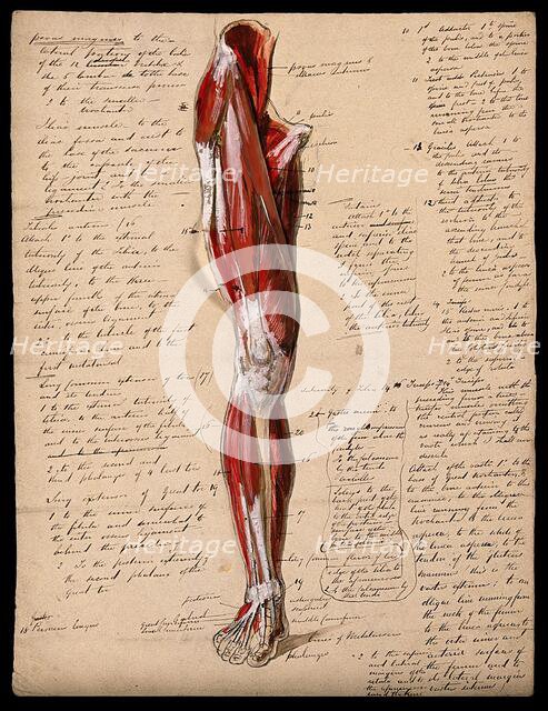 Muscles of the leg and foot: front view, 1800-1899. Creator: Unknown.