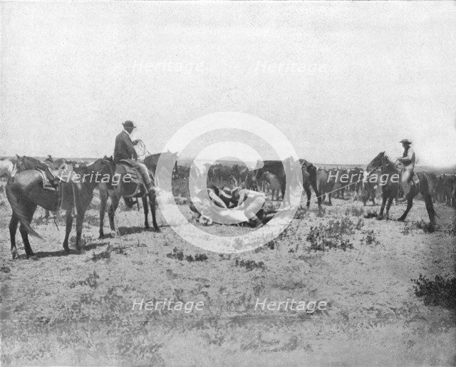 Inspecting a brand on the Prairies, USA, c1900.   Creator: Unknown.