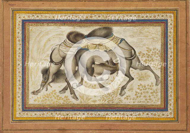 Page from a dispersed muraqqa‘, or album, depicting two camels fighting, painting c1675. Artist: Unknown.