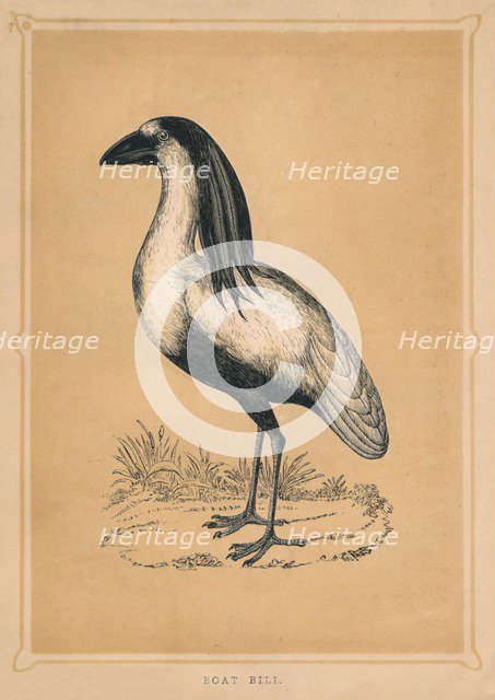 'Boat Bill', (Cochlearius cochlearius), c1850, (1856). Artist: Unknown.