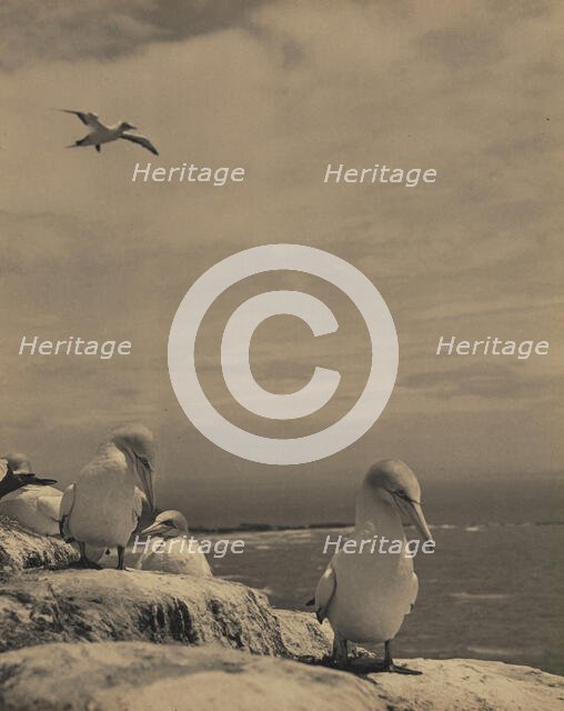 Gannets, c1939. Creator: Thelma Kent.