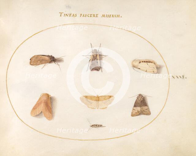 Plate 31: Seven Moths, c. 1575/1580. Creator: Joris Hoefnagel.