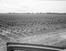 Check row planting of cotton, Mississippi Delta near Greenville, Mississippi, 1936. Creator: Dorothea Lange.