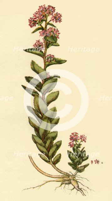 'Orpine', 1777, (1944). Creator: Unknown.