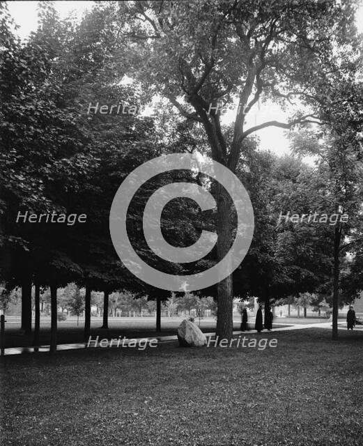 Tappan Oak, University of Michigan, between 1900 and 1905. Creator: Unknown.