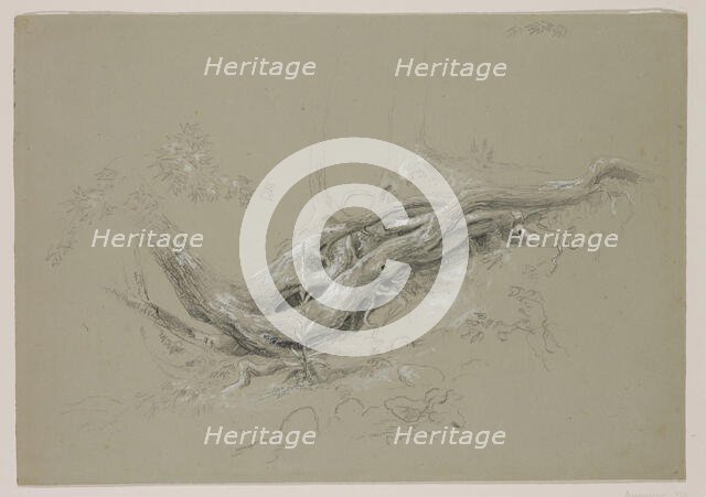 Trunks of Trees, between 1840 and 1845. Creator: Thomas Cole.