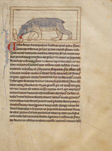 A Bear; Northumberland Bestiary, about 1250-1260. Creator: Unknown.