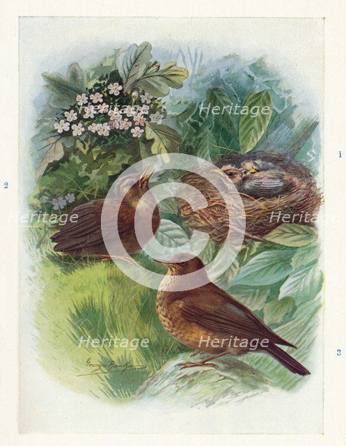 'A Typical Nidicolous Nestling - Three Stages. Blackbird', c1910, (1910). Artist: George James Rankin.