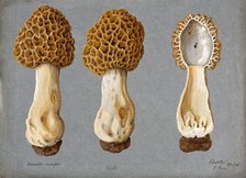 A morel (Morchella species): three fruiting bodies, one sectioned, 1896. Creator: R Baker.