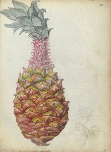 Pineapple, 1785. Creator: Jan Brandes.