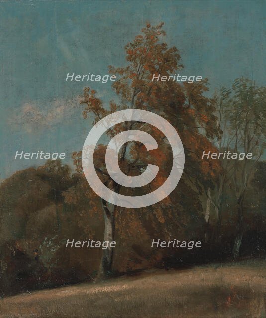 Study of an Ash Tree, between 1801 and 1803 or between 1810 and 1830. Creator: John Constable.