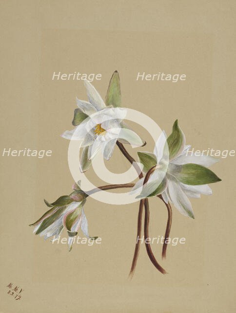 Water Lilies (Castalia odorata), 1879. Creator: Mary Vaux Walcott.