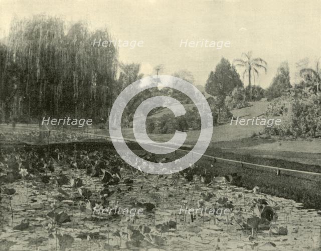 'Lily Pond, Brisbane Botanical Gardens', 1901. Creator: Unknown.