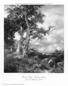 'Forest Oaks, Fontainebleau', 1908.Artist: Sir Ernest Albert Waterlow