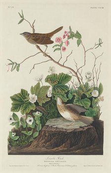 Lincoln Finch, 1834. Creator: Robert Havell.
