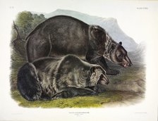Grizzly Bear, Ursus Freox, 1845.