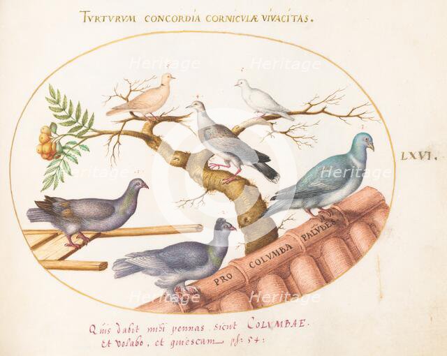 Animalia Volatilia et Amphibia (Aier): Plate LXVI, c. 1575/1580. Creator: Joris Hoefnagel.