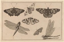 Two Dragonflies and Five Butterflies. Creator: Wenceslaus Hollar.