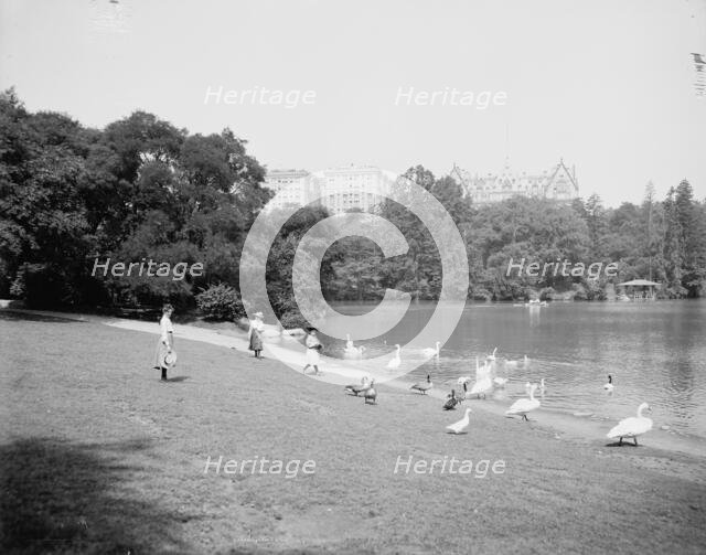 Feeding the swans, Central Park, New York, c1903. Creator: Unknown.