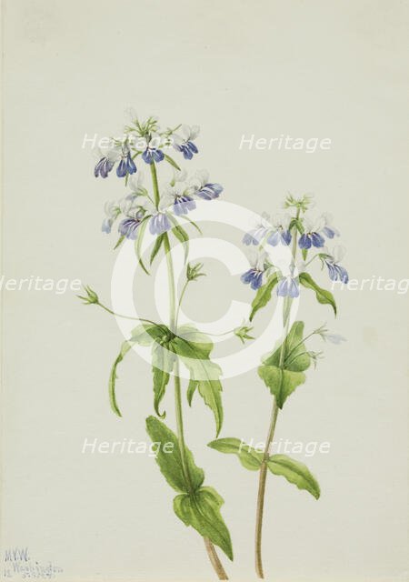 Blue-Eyed Mary (Collinsia verna), 1927. Creator: Mary Vaux Walcott.