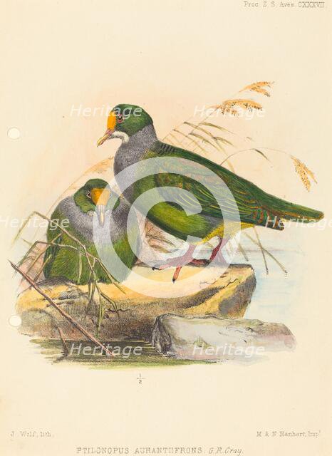 Two Birds (Ptilonopus Auranthfrons). Creator: Joseph Wolf.