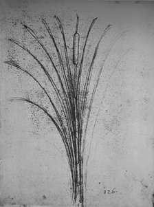 'A Bulrush', c1480 (1945). Artist: Leonardo da Vinci.