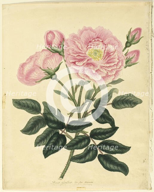 French Rose, 1806. Creator: Henry C Andrews.