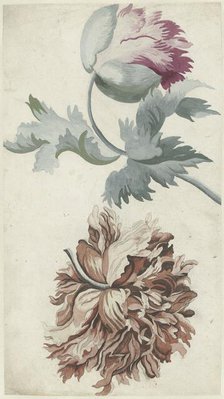 Poppies, 1683-1733. Creator: Bernard Picart.
