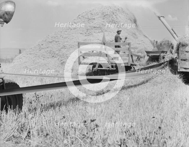 Threshing, midsummer noon, five miles west of Malin, Klamath County, Oregon, 1939. Creator: Dorothea Lange.