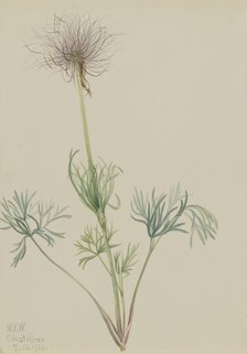 American Pasqueflower (Pulsatilla ludoviciana), 1920. Creator: Mary Vaux Walcott.