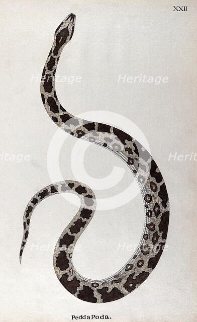 A snake, pale buff in colour, with dark brown patches edged in white and a white underbelly, 1795. Creator: Patrick Russell.
